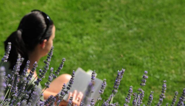 A woman is sitting on a blooming meadow and reading